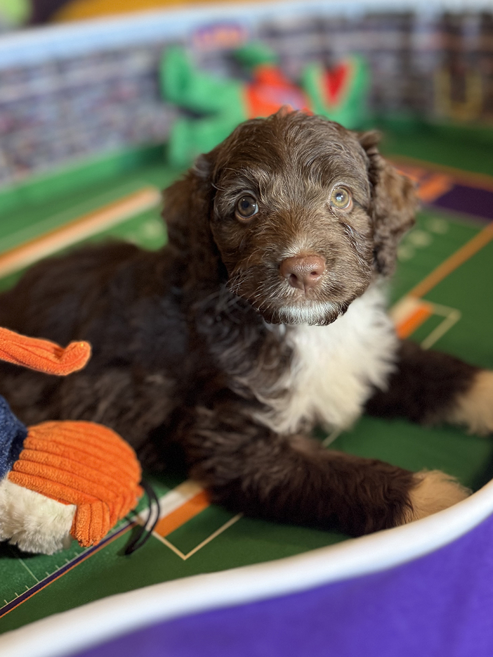 Australian Aussiedoodles - Chesnut