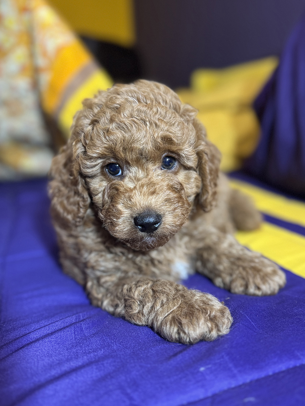 Golden Aussiedoodle - Dale