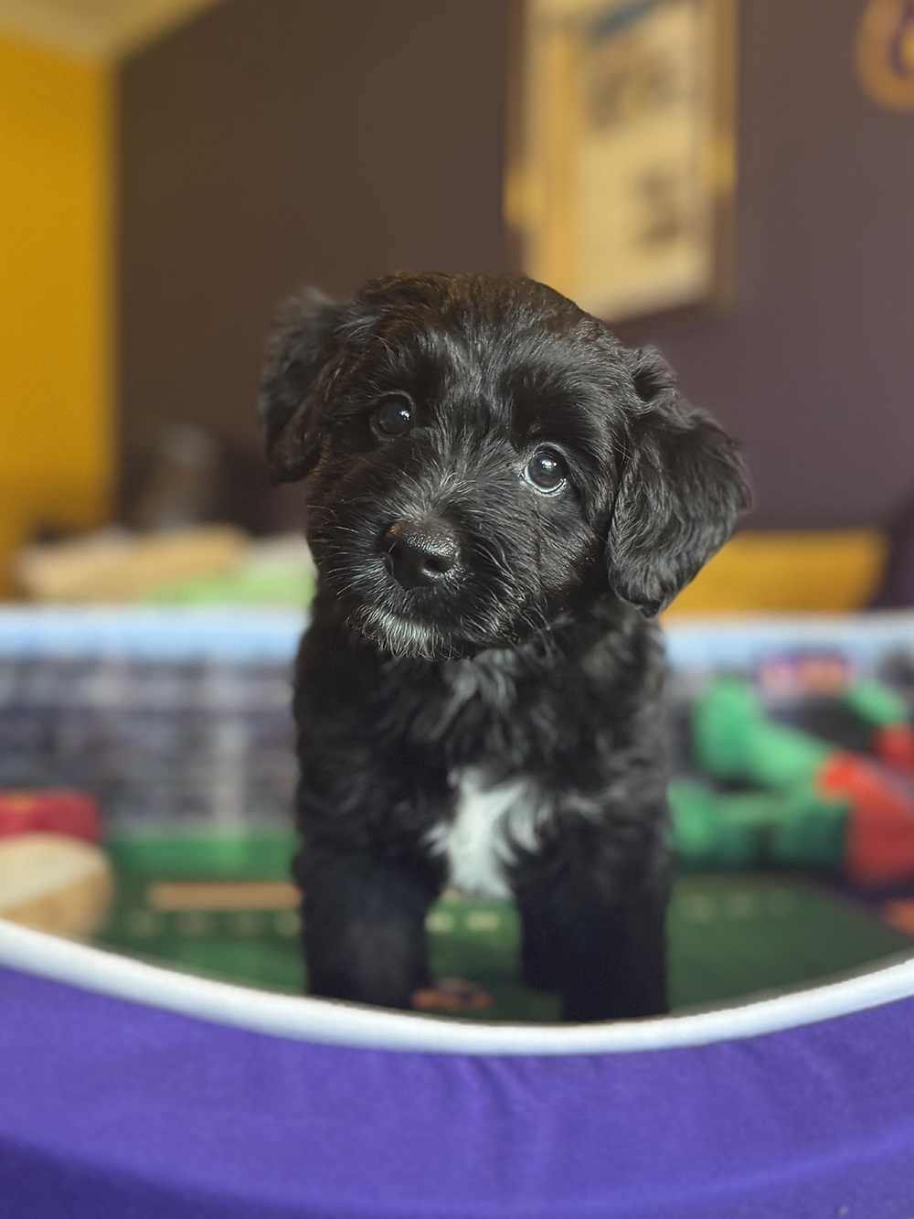 Australian Aussiedoodles - Magic