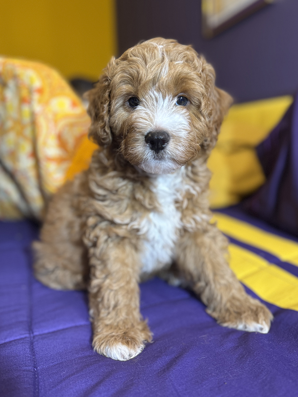 Golden Aussiedoodle - Maravich