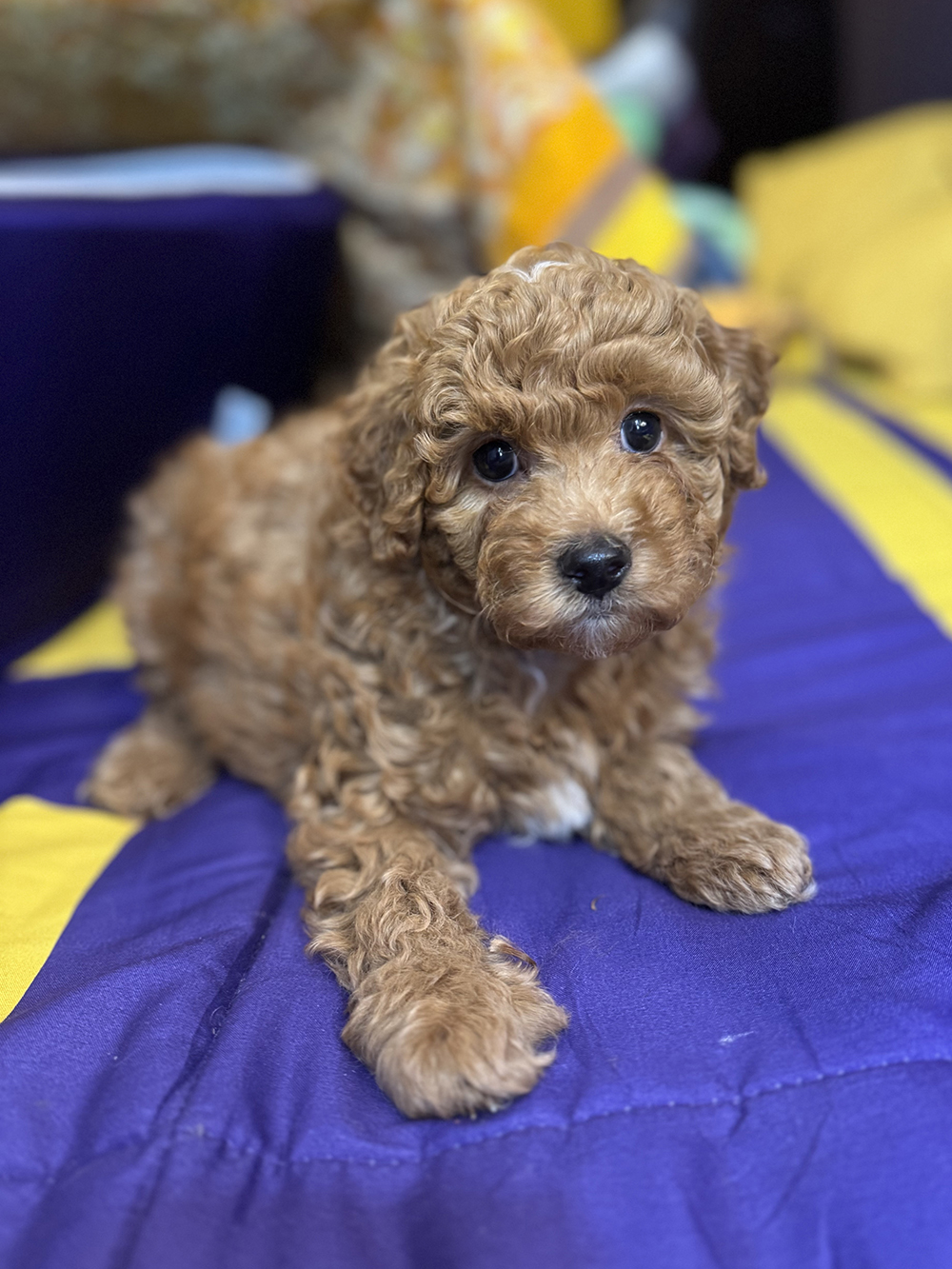 Golden Aussiedoodle - Olivia