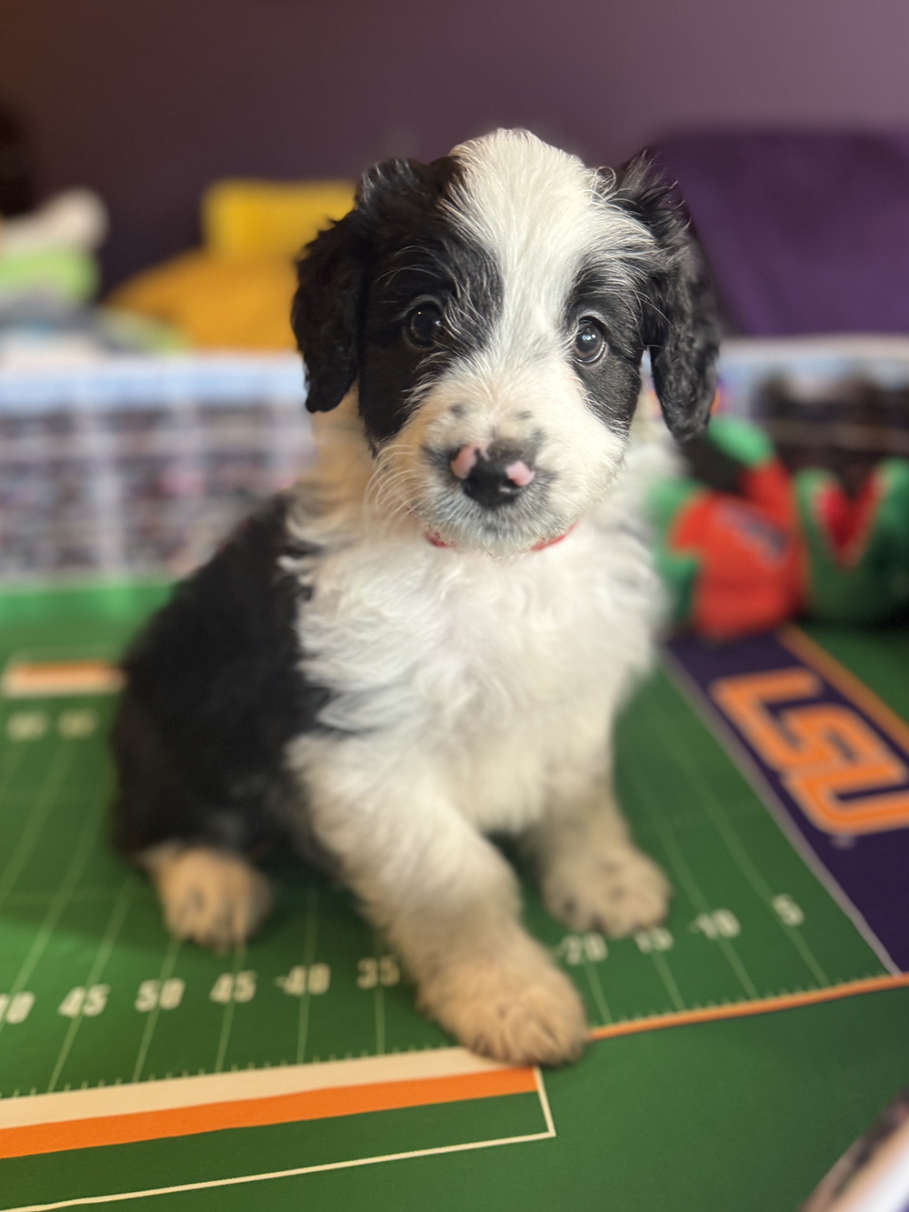 Australian Aussiedoodles - Panda