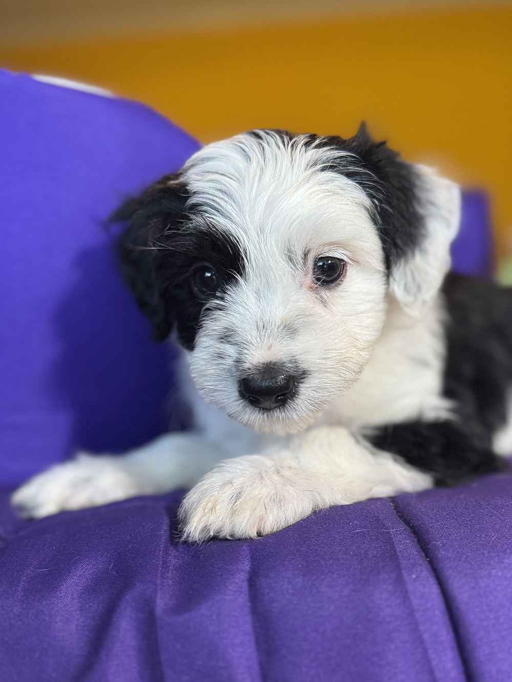 Australian Aussiedoodles - Patches