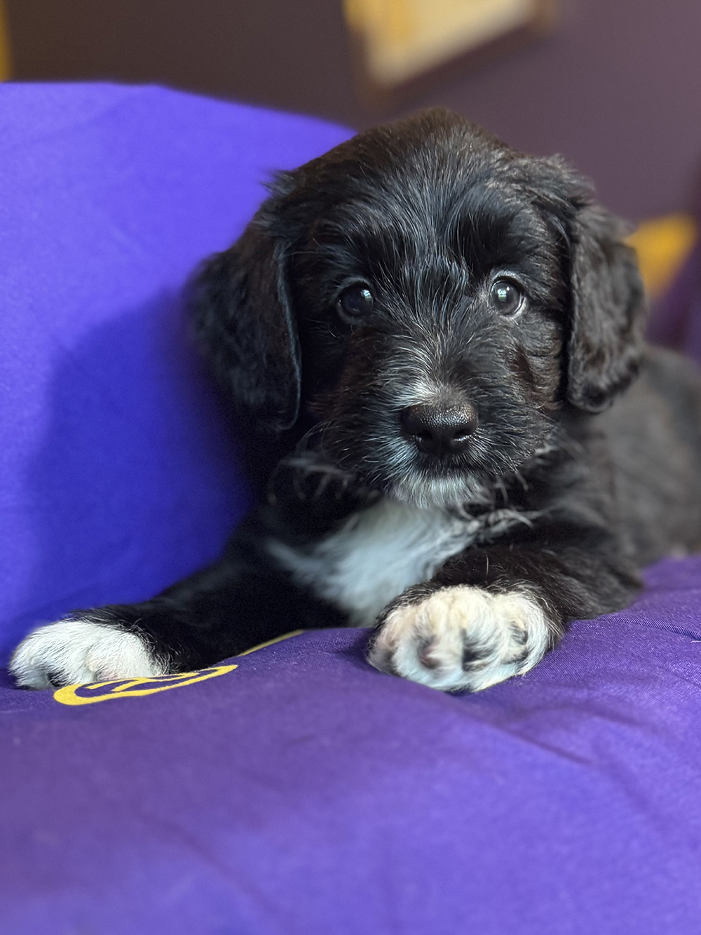 Australian Aussiedoodles - Pepper