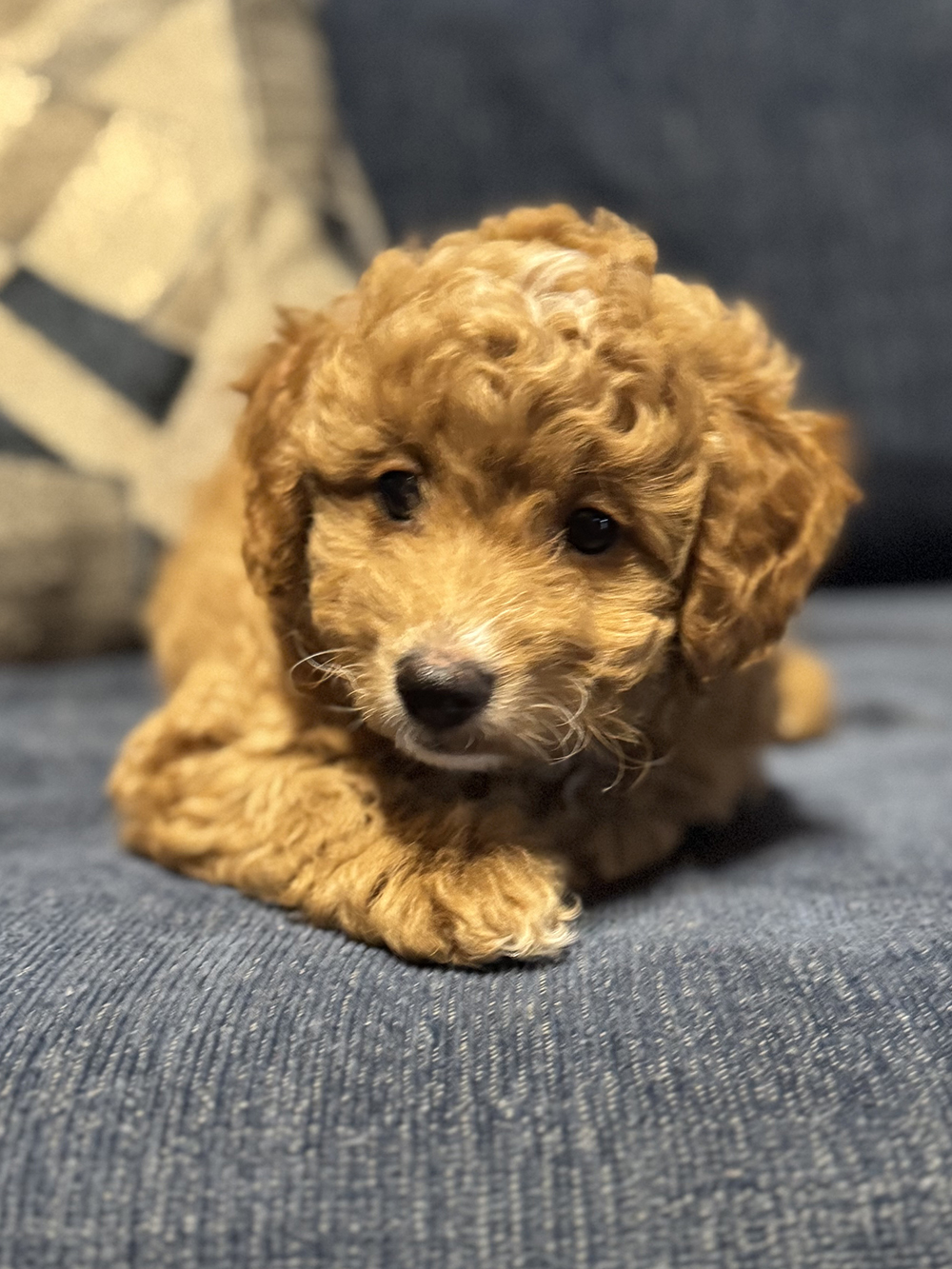 Golden Aussiedoodle - Ripples