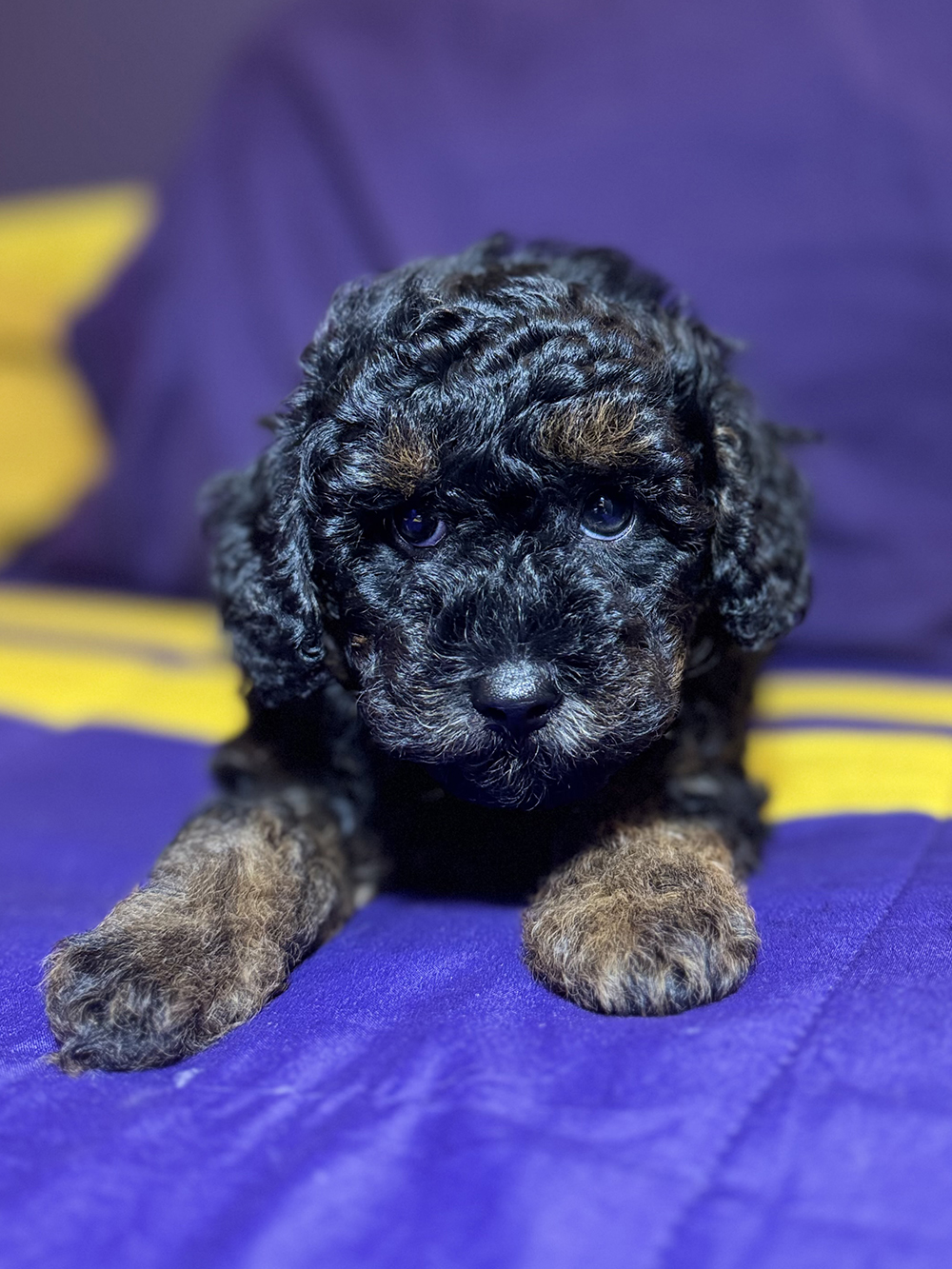 Golden Aussiedoodle - Rohan