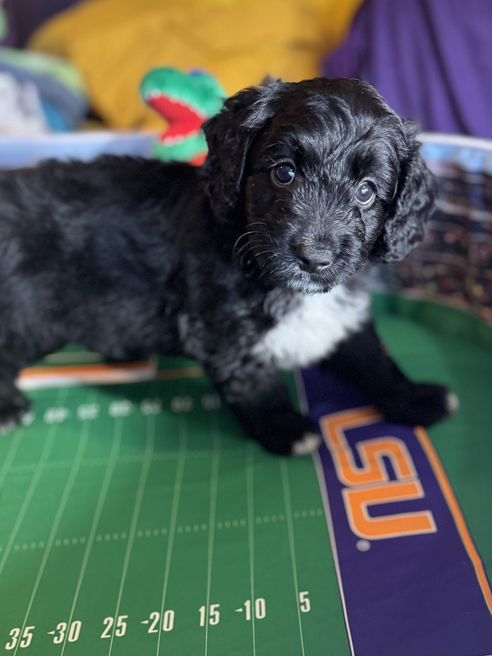 Australian Aussiedoodles - Treacle